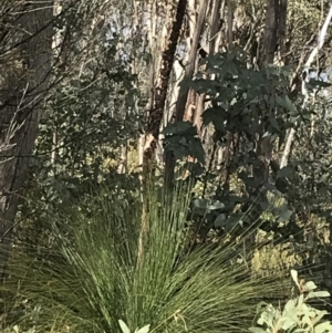 Xanthorrhoea glauca subsp. angustifolia at Paddys River, ACT - 13 Jul 2022