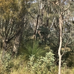 Xanthorrhoea glauca subsp. angustifolia at Paddys River, ACT - 13 Jul 2022