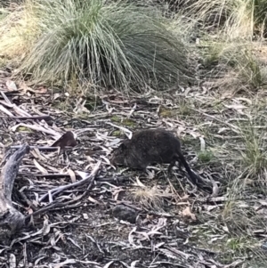 Potorous tridactylus at Paddys River, ACT - 13 Jul 2022