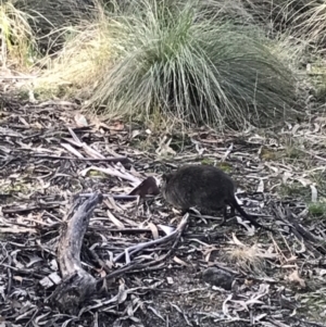 Potorous tridactylus at Paddys River, ACT - 13 Jul 2022