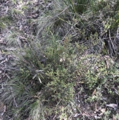 Pultenaea procumbens at Paddys River, ACT - 13 Jul 2022