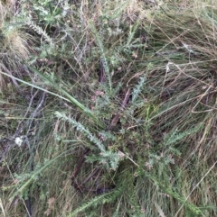 Grevillea lanigera (Woolly Grevillea) at Tidbinbilla Nature Reserve - 13 Jul 2022 by Tapirlord