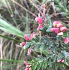 Grevillea lanigera at Paddys River, ACT - 13 Jul 2022