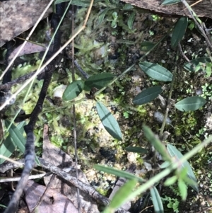 Hovea heterophylla at Paddys River, ACT - 13 Jul 2022