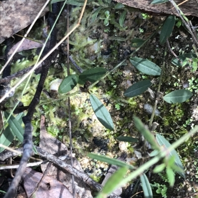 Hovea heterophylla (Common Hovea) at Tidbinbilla Nature Reserve - 13 Jul 2022 by Tapirlord