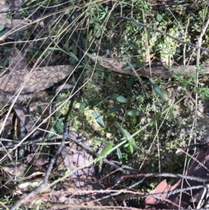 Hovea heterophylla at Paddys River, ACT - 13 Jul 2022 10:31 AM