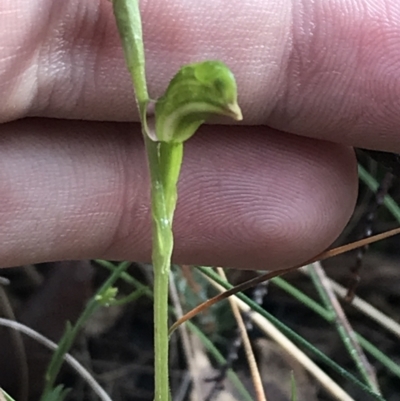 Bunochilus montanus (ACT) = Pterostylis jonesii (NSW) (Montane Leafy Greenhood) at Paddys River, ACT - 13 Jul 2022 by Tapirlord