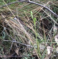 Bunochilus montanus (ACT) = Pterostylis jonesii (NSW) at Paddys River, ACT - 13 Jul 2022