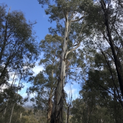 Eucalyptus viminalis (Ribbon Gum) at Tidbinbilla Nature Reserve - 13 Jul 2022 by Tapirlord