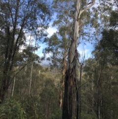 Eucalyptus viminalis at Paddys River, ACT - 13 Jul 2022