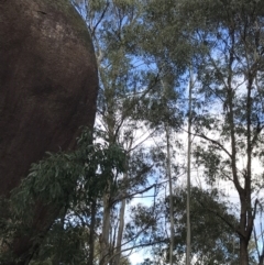 Eucalyptus viminalis at Tidbinbilla Nature Reserve - 13 Jul 2022