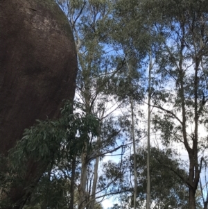 Eucalyptus viminalis at Tidbinbilla Nature Reserve - 13 Jul 2022 10:01 AM