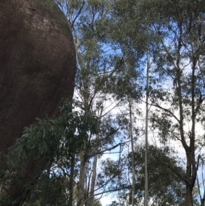 Eucalyptus viminalis at Paddys River, ACT - 13 Jul 2022