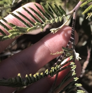 Acacia dealbata subsp. subalpina at Tennent, ACT - 14 Jul 2022