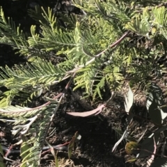 Acacia dealbata subsp. subalpina at Tennent, ACT - 14 Jul 2022