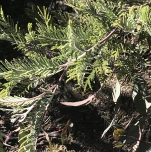 Acacia dealbata subsp. subalpina at Tennent, ACT - 14 Jul 2022