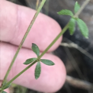 Galium sp. at Tennent, ACT - 14 Jul 2022 10:32 AM