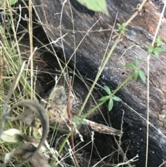 Galium sp. at Tennent, ACT - 14 Jul 2022