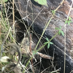 Galium sp. at Tennent, ACT - 14 Jul 2022 10:32 AM