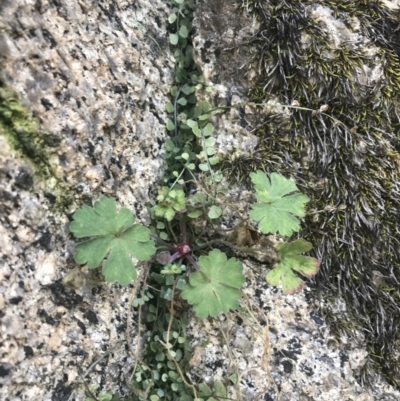 Geranium sp. (Geranium) at Tennent, ACT - 14 Jul 2022 by Tapirlord