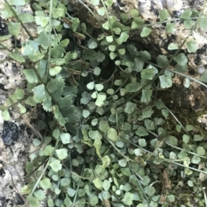 Asplenium flabellifolium at Tennent, ACT - 14 Jul 2022 10:42 AM