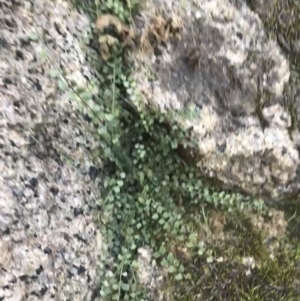 Asplenium flabellifolium at Tennent, ACT - 14 Jul 2022 10:42 AM