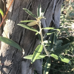 Olearia megalophylla at Tennent, ACT - 14 Jul 2022 10:43 AM