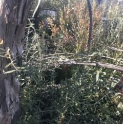 Olearia megalophylla at Tennent, ACT - 14 Jul 2022