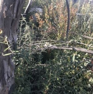 Olearia megalophylla at Tennent, ACT - 14 Jul 2022 10:43 AM