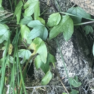 Passiflora cinnabarina at Tharwa, ACT - 14 Jul 2022