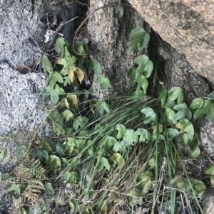 Passiflora cinnabarina at Tharwa, ACT - 14 Jul 2022