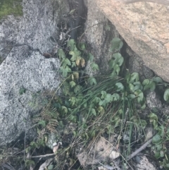 Passiflora cinnabarina at Tharwa, ACT - 14 Jul 2022