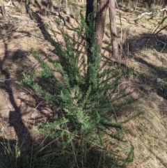 Cassinia aculeata subsp. aculeata (Dolly Bush, Common Cassinia, Dogwood) at Mount Ainslie - 24 Jul 2022 by WalterEgo