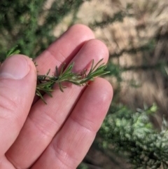 Cassinia aculeata subsp. aculeata at Ainslie, ACT - 24 Jul 2022 02:21 PM