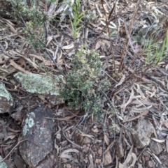 Brachyloma daphnoides (Daphne Heath) at Mount Ainslie - 24 Jul 2022 by WalterEgo