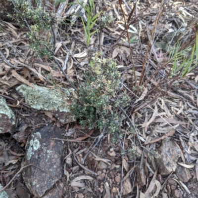 Brachyloma daphnoides (Daphne Heath) at Mount Ainslie - 24 Jul 2022 by WalterEgo