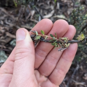 Brachyloma daphnoides at Campbell, ACT - 24 Jul 2022 02:51 PM