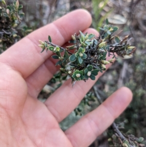 Brachyloma daphnoides at Campbell, ACT - 24 Jul 2022 02:51 PM