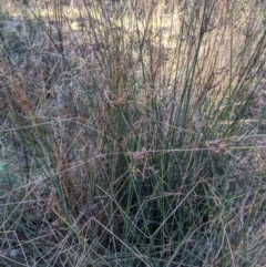 Juncus subsecundus (Finger Rush) at Mount Ainslie - 24 Jul 2022 by WalterEgo