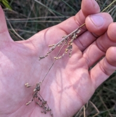 Juncus subsecundus at Ainslie, ACT - 24 Jul 2022