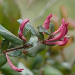 Lonicera japonica (Japanese Honeysuckle) at Jerrabomberra, NSW - 26 Jul 2022 by Steve_Bok