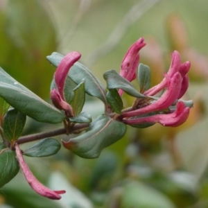 Lonicera japonica at Jerrabomberra, NSW - 26 Jul 2022