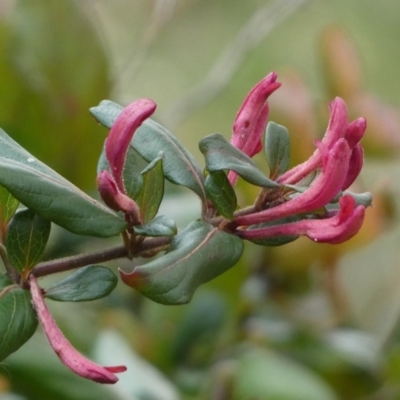 Lonicera japonica (Japanese Honeysuckle) at Jerrabomberra, NSW - 26 Jul 2022 by SteveBorkowskis