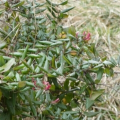 Lonicera japonica at Jerrabomberra, NSW - 26 Jul 2022