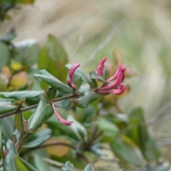 Lonicera japonica at Jerrabomberra, NSW - 26 Jul 2022