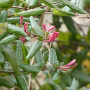 Lonicera japonica at Jerrabomberra, NSW - 26 Jul 2022