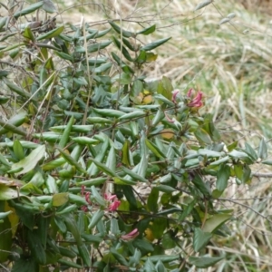 Lonicera japonica at Jerrabomberra, NSW - 26 Jul 2022