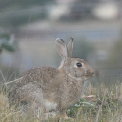 Oryctolagus cuniculus (European Rabbit) at Queanbeyan West, NSW - 25 Jul 2022 by SteveBorkowskis