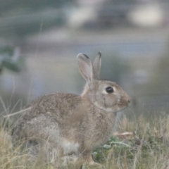 Oryctolagus cuniculus (European Rabbit) at Bicentennial Park - 25 Jul 2022 by Steve_Bok