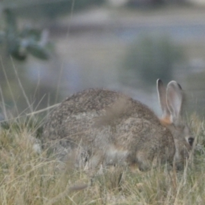 Oryctolagus cuniculus at Queanbeyan West, NSW - 25 Jul 2022 05:55 PM